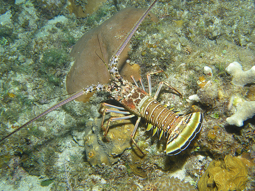 Spine lobster
