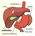 Gallbladder Sludge - Treatment, Symptoms, Removal, Diet, Causes | hubpages