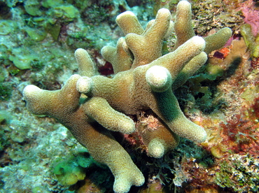 Branched finger corals