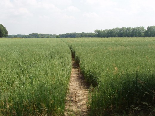 Path in the field
