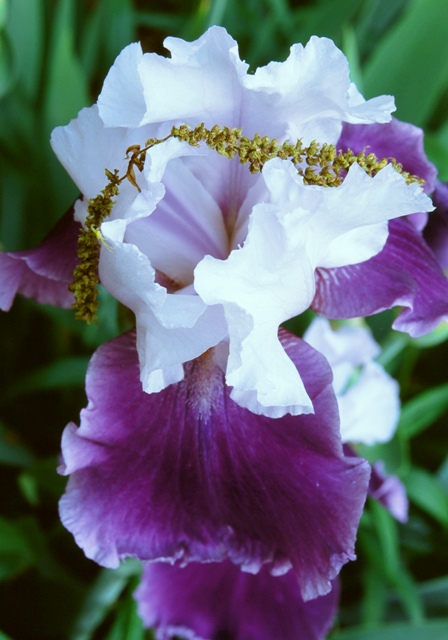 Purple/White Iris Drapped With Oak Pollen