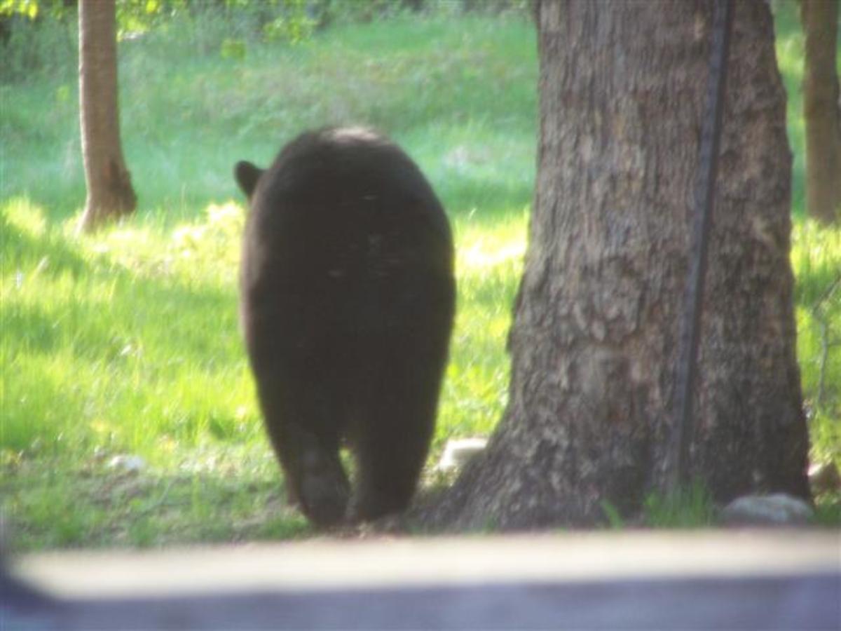 Black Bears In Our Backyard! Are My Photos as Good As Tom ...