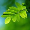 thegreenestoffice profile image
