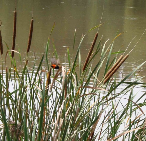 Red bishop in the reeds