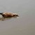 A southern pochard looking for food A southern pochard looking for food