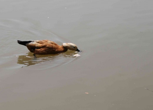 A southern pochard looking for food
