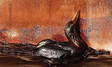 Bird oil soaked at the site of Deep Water Horizon.  Photograph: Gerald Herbert/AP