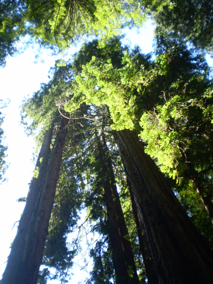 Coastal Redwoods, Muir Woods National Monument. 