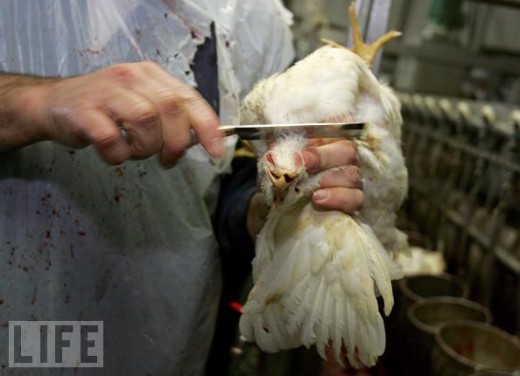 Rabbi Lukovitch cuts off chicken heads for Chicken Heads in Gravy dinner.