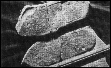 Utah Sandal Fossil 
