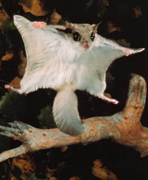 Flying squirrels glide on the same principle as the sugar glider, or in ancient times, the pterodactyl.