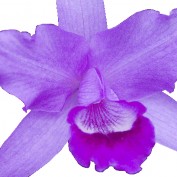 njhomecare profile image