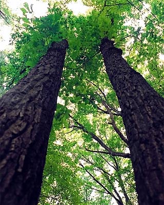 Some tall oak trees.