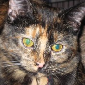 Kat_ profile image