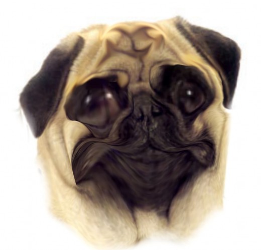 Pug ugly.