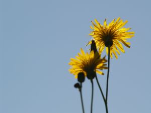 Foraging for weeds and other common edible plants can provide food for free!