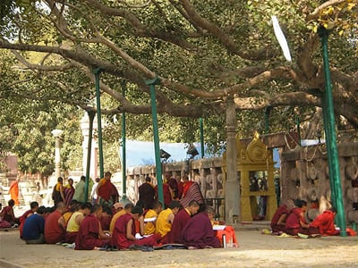 Monks chanting under a bodhi tree or sacred fig.