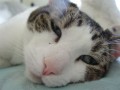 How To Keep Your Cat Cool In The Summer