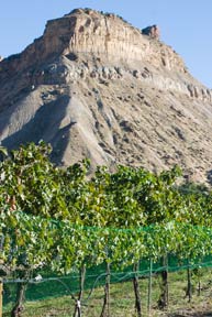 Western Colorado offers wine-tasting tours at wonderful vineyards, year-round