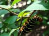 This Oruga is the closest living, Earthly relative to the magnificent Space Worm. While similar in markings, though, the Space Worms colours are far more bold and psychedelic. 