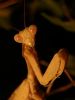 The Praying Mantises Started Taking My Advice Ages Ago