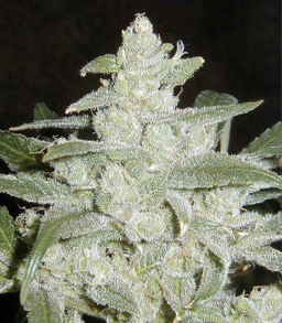 This is an example of a dense seed cluster or "bud" as it is known on the street. Most of the THC is concentrated here and smokers prize this part of the plant.