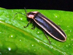 Beetle Mania - Synchronous Fireflies of the Smoky Mountains