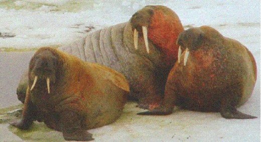 Sea ice is important for walruses during feeding as it provides a resting place between dives and enable them to fish over a wider area