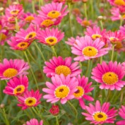 pinkdaisies profile image