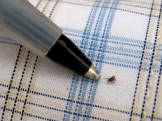 These are tiny and are hard to spot!