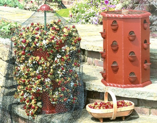 Growing strawberries in a barrel is fun and easy. And the upkeep you have to perform is great. In some areas you may have to cover your strawberries with a net to keep away birds. 