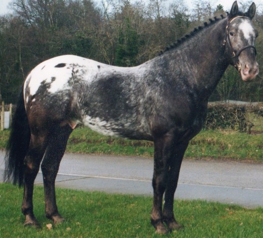 J J Blue Star triple registered blanket appaloosa stallion