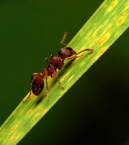 Get rid of ants before they get into your home.