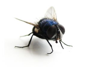 Flies can quickly overrun your home in the summer.