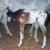 Ozzy Aristrocrat. Blue's first foal