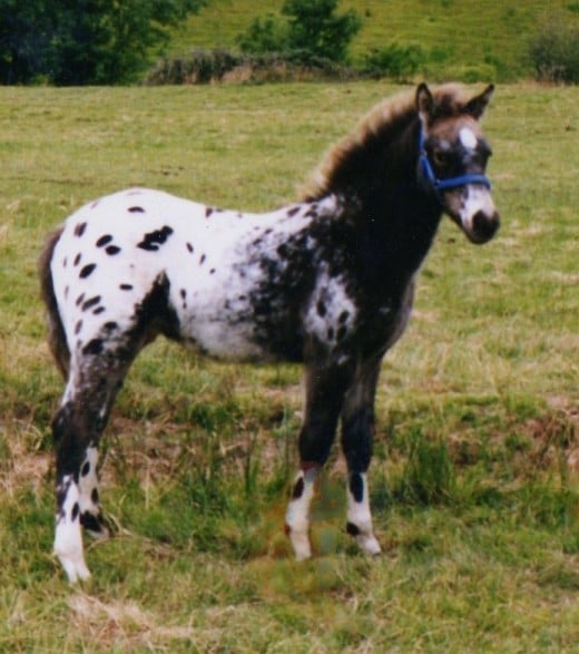 Boomerang at 6 weeks old. Now a covering stallion and a sucessful showjumper