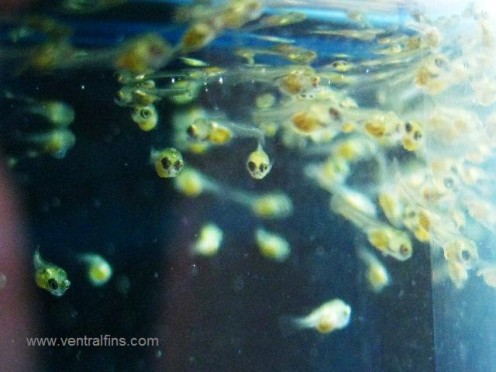 Belly-Sliding Fish Fry: What Does It Mean? Belly-Sliding Fish Fry: What Does It Mean?