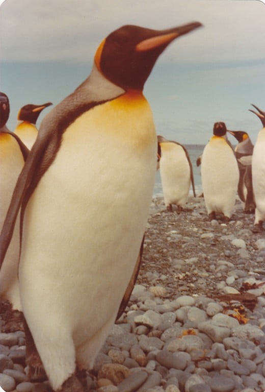 King Penguins on a MacQuarie Island beach during my year-long sojourn there in 1977