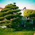 Natural topiary, highlights the natural shapes of the tree while giving it a "design" look.
