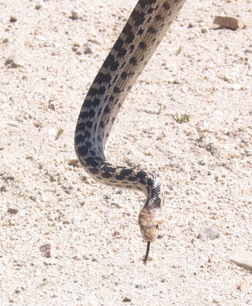 This is a an Diego Gopher snake we found by Lake Silverwood, California this May/2010.