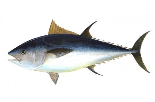 Bluefin Tuna seriously threatened by the oil spill