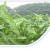 tobacco plantation where tobacco leaves are taken and made into cigars and cigarettes tobacco plantation where tobacco leaves are taken and made into cigars and cigarettes