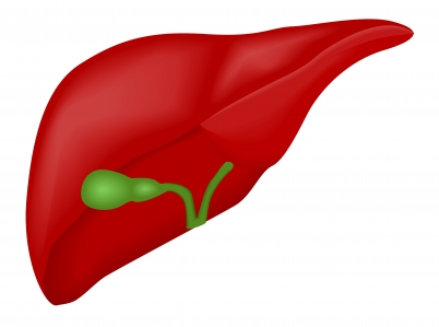 Healthy Liver