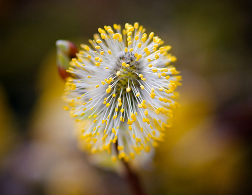May flowers often means seasonal allergies to many. photo: monkeyleader @flickr