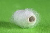 The finest wedding gowns start with a silk-worm cocoon!