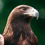 Golden Eagles profile image