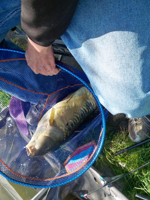 Its a whopper!