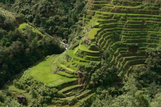 Terraced rice paddy