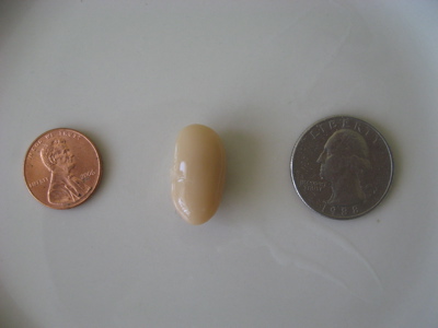 The size of a cooked white kidney bean / Photo by E. A. Wright