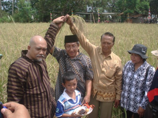 Java Farmers harvested the forbidden rice, in Central Java, Indonesia
